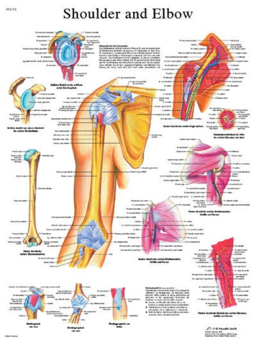Fabrication Enterprises - 12-4619L Anatomical Chart Shoulder and Elbow 20 X 25 Inch Laminated