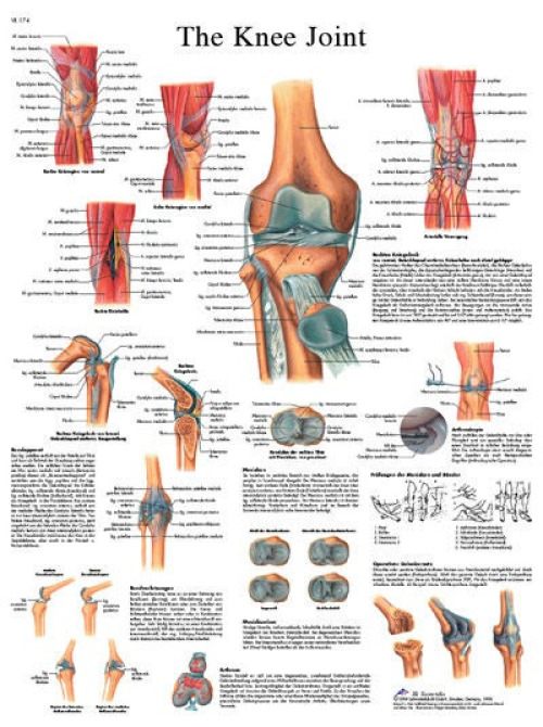 Fabrication Enterprises - 12-4611L Anatomical Chart Knee Joint 20 X 25 Inch Laminated