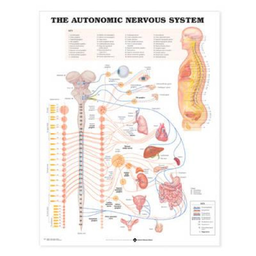 Wolter Kluwer Health Inc - 9781587790010 Anatomical Chart Nervous System 20 X 26 Inch Heavy Paper Grommets Laminated