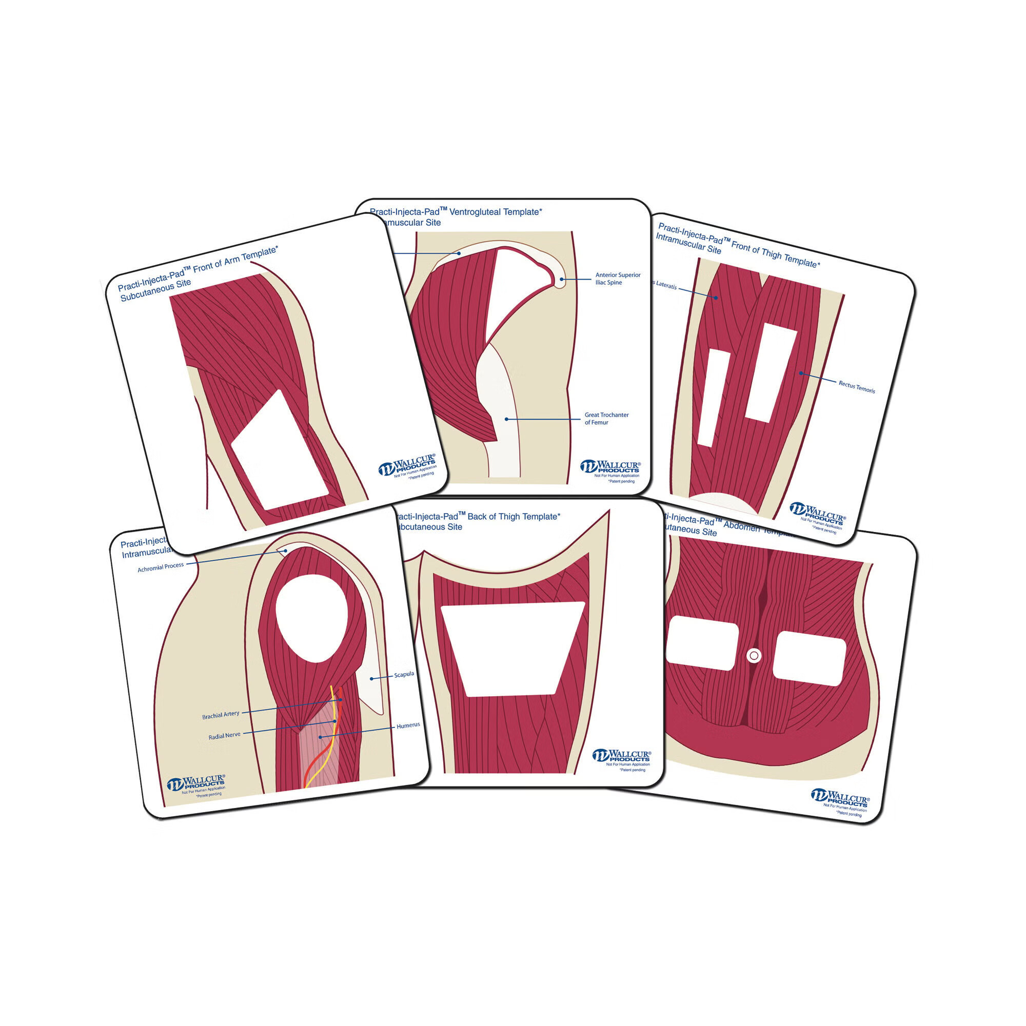 Wallcur - 560ST Anatomical Templates The Practi-Student Anatomical Templates™ For Practi-Student Anatomical Templates™