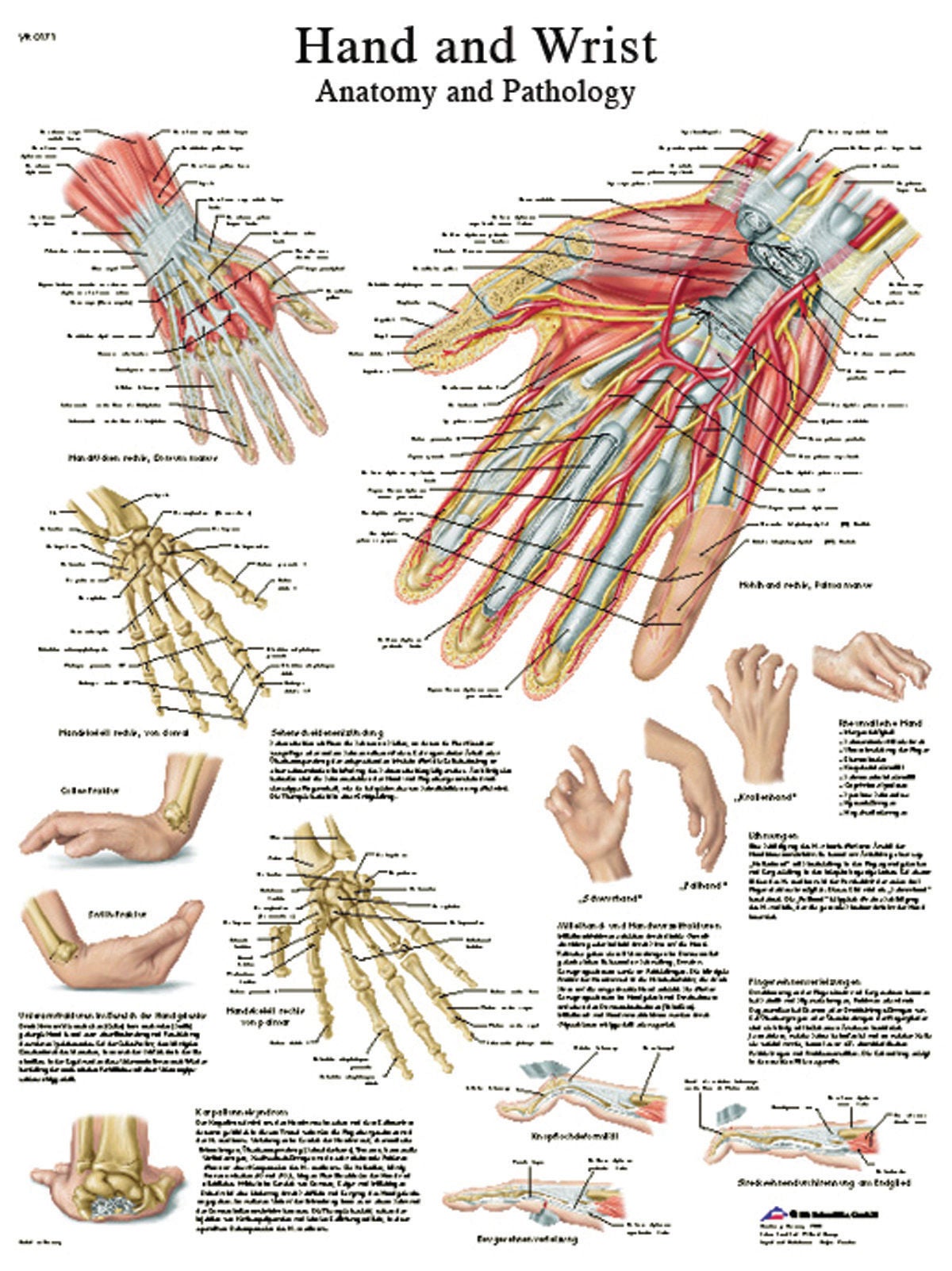 Fabrication Enterprises - 12-4609L Anatomical Chart Hand and Wrist 20 X 27 Inch Laminated