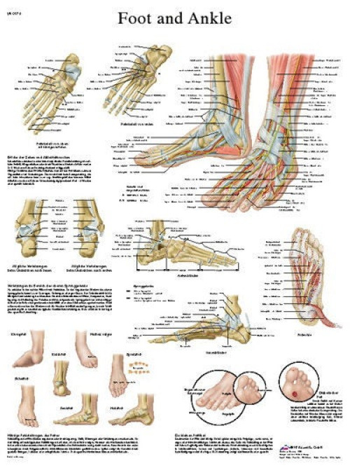 Fabrication Enterprises - 12-4608L Anatomical Chart Foot and Ankle 20 X 26 Inch Laminated