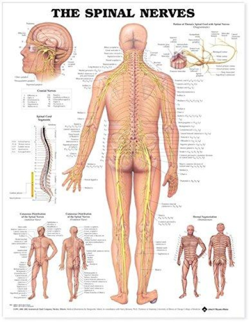 Wolter Kluwer Health Inc - 9781587792069 Anatomical Chart Anatomical Chart Co The Spinal Nerves