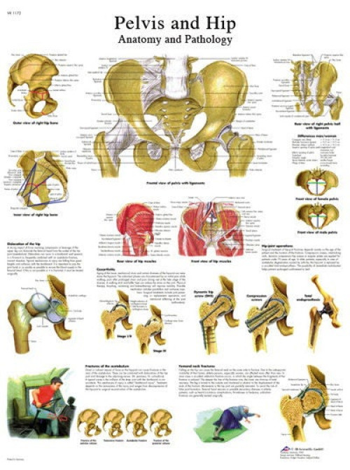 Fabrication Enterprises - 12-4617L Anatomical Chart Pelvic and Hip 20 X 27 Inch Laminated