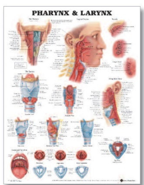 Wolter Kluwer Health Inc - 9781587791802 Anatomical Chart Pharnyx and Larnyx 20 X 26 Inch Heavy Paper Grommets Laminated