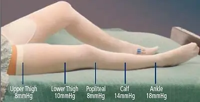 Cardinal - 3183LF T.E.D.™ Thigh High Anti-embolism Stockings