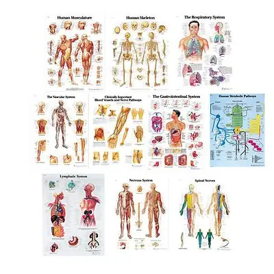 Nasco Healthcare - SB48741 Anatomical Chart Set 20 X 26 Inch Laminated