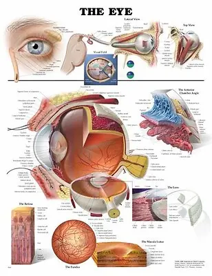 Wolter Kluwer Health Inc - 9781587791260 Anatomical Chart Eye 20 X 26 Inch Heavy Paper Laminated