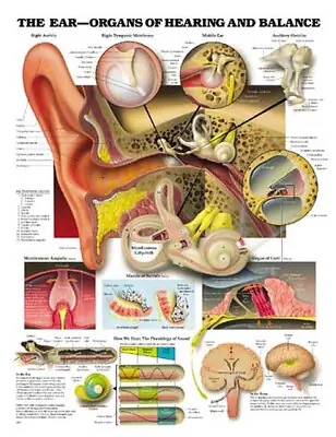 Wolter Kluwer Health Inc - 9781587791208 Anatomical Chart Ear -Organs of Hearing and Balance 20 X 26 Inch Plastic Wall Mount Laminated