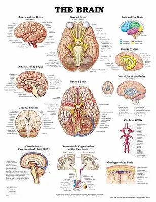 Wolter Kluwer Health Inc - 9781587791055 Anatomical Chart Brain 20 X 26 Inch Plastic Wall Mount Laminated